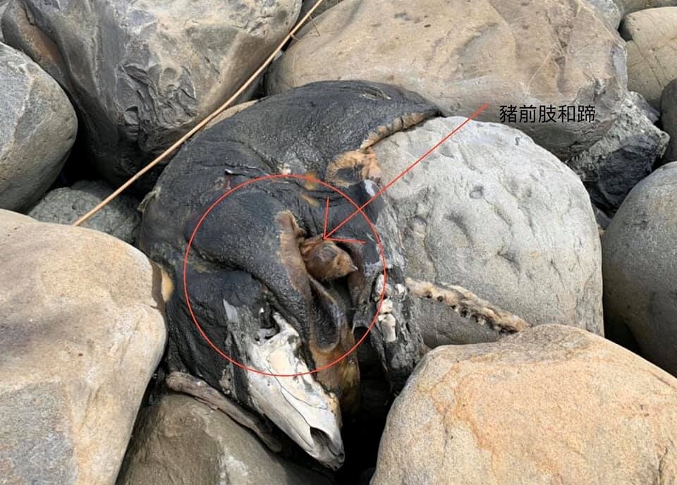 彰化舉行淨灘活動,學生在大城鄉西港村魚寮溪口發現豬隻屍體。圖/摘自立委洪宗熠臉書