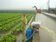 蘇拉強風豪雨　嚴重危害中部蔬菜產區