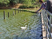 小動物被餵得肥滋滋　八德埤塘公園飼料機明年將減台