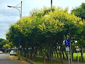 美人樹、欒樹開花　秋季賞花地點報你知