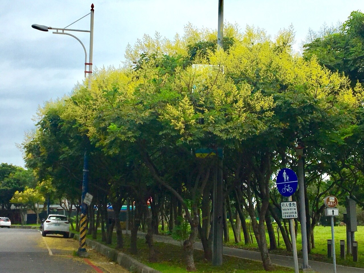 秋季到來，位於淡水區北8鄉道的美人樹已綻放美麗的桃紅色花朵。圖／新北市景觀處提供