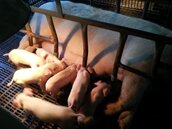 非洲豬瘟效應　全球肉價飆漲