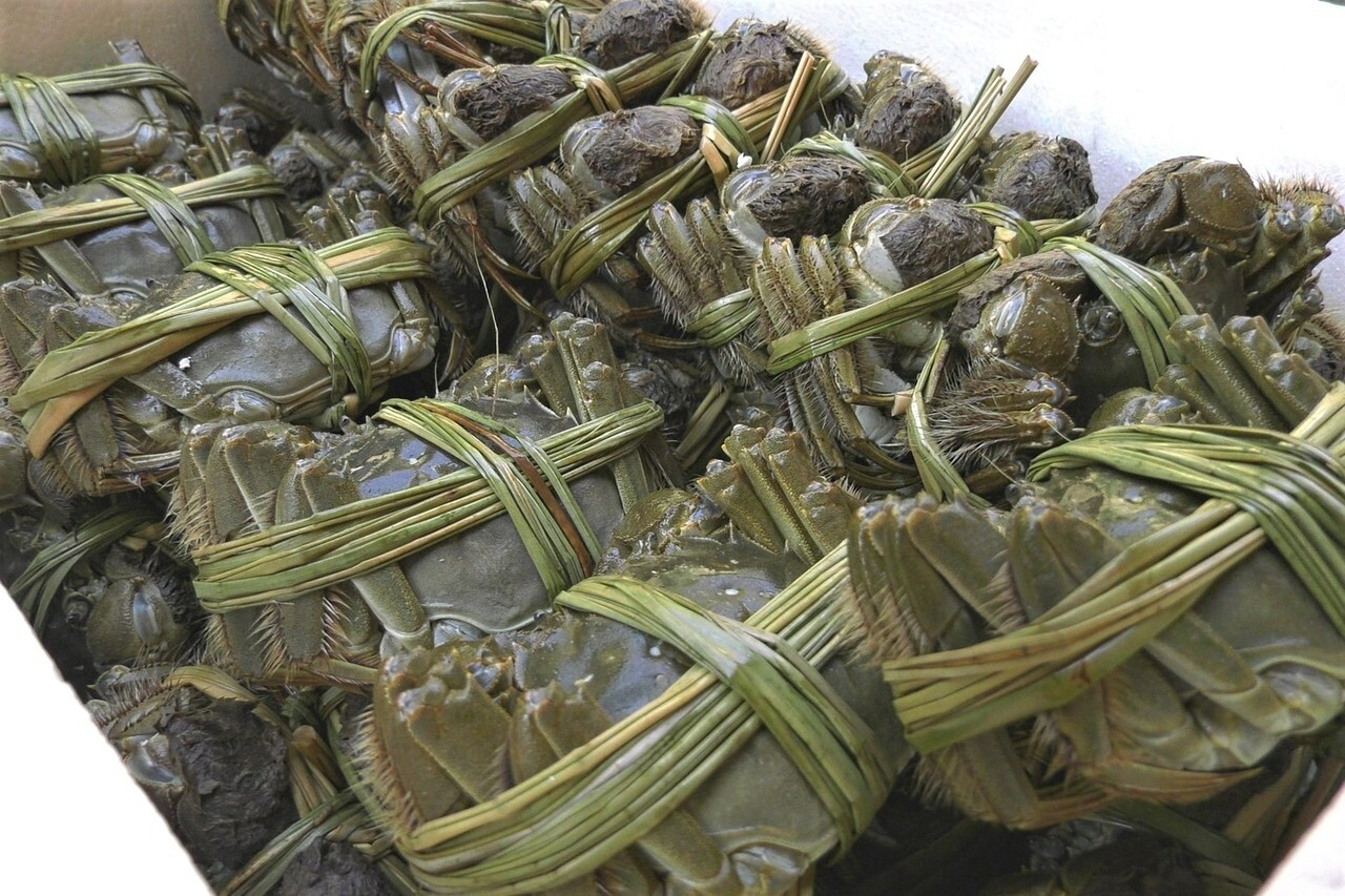 一隻隻的大閘蟹整齊的排放在保麗龍箱,岸巡幹員花了不少時間才完成清點。記者蔡家蓁/攝影