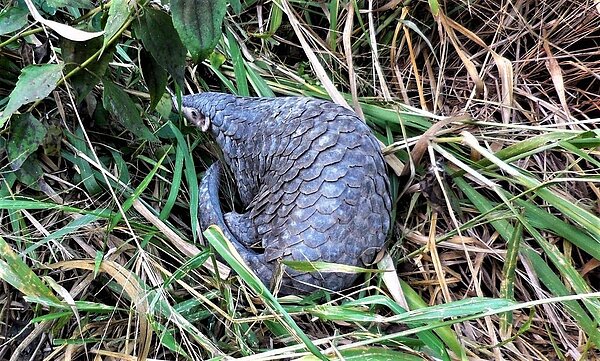 穿山甲是台灣珍貴稀有的保育動物,特生中心從去年起發現,受傷穿山甲遭流浪犬攻擊比例增加。圖/本報資料照片