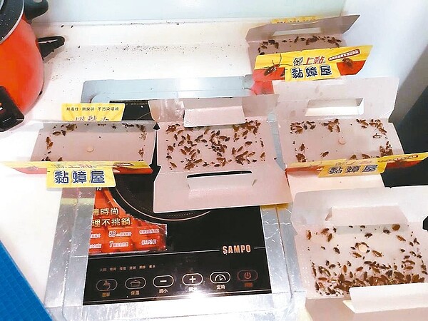 有住戶投訴健康公宅遭「蟑螂」大舉入侵,蟑螂多到黏蟑屋黏不完,氣得痛罵公宅根本就是設計有問題。 圖/市議員秦慧珠研究室提供
