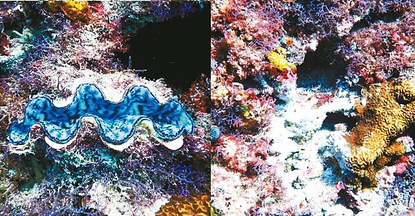 小琉球海洋保育志工日前在屏東小琉球美人洞浮潛區，發現硨磲貝遭盜採。 圖／取自臉書小琉球聯盟