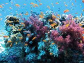 颱風暴雨加劇　狙擊珊瑚礁生態