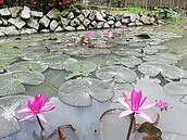 故宮至德園　秋季賞蓮荷最佳祕境