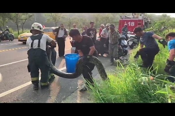高雄蟒蛇現蹤！澄清湖今天下午近4點時被民眾發現一條蟒蛇橫行路上，民眾見狀嚇壞趕緊通知消防人員前來抓捕，捕蛇過程也引起民眾駐足圍觀，紛紛拿起手機錄影，拍下這驚險的捕蟒時刻。記者邱奕能／翻攝