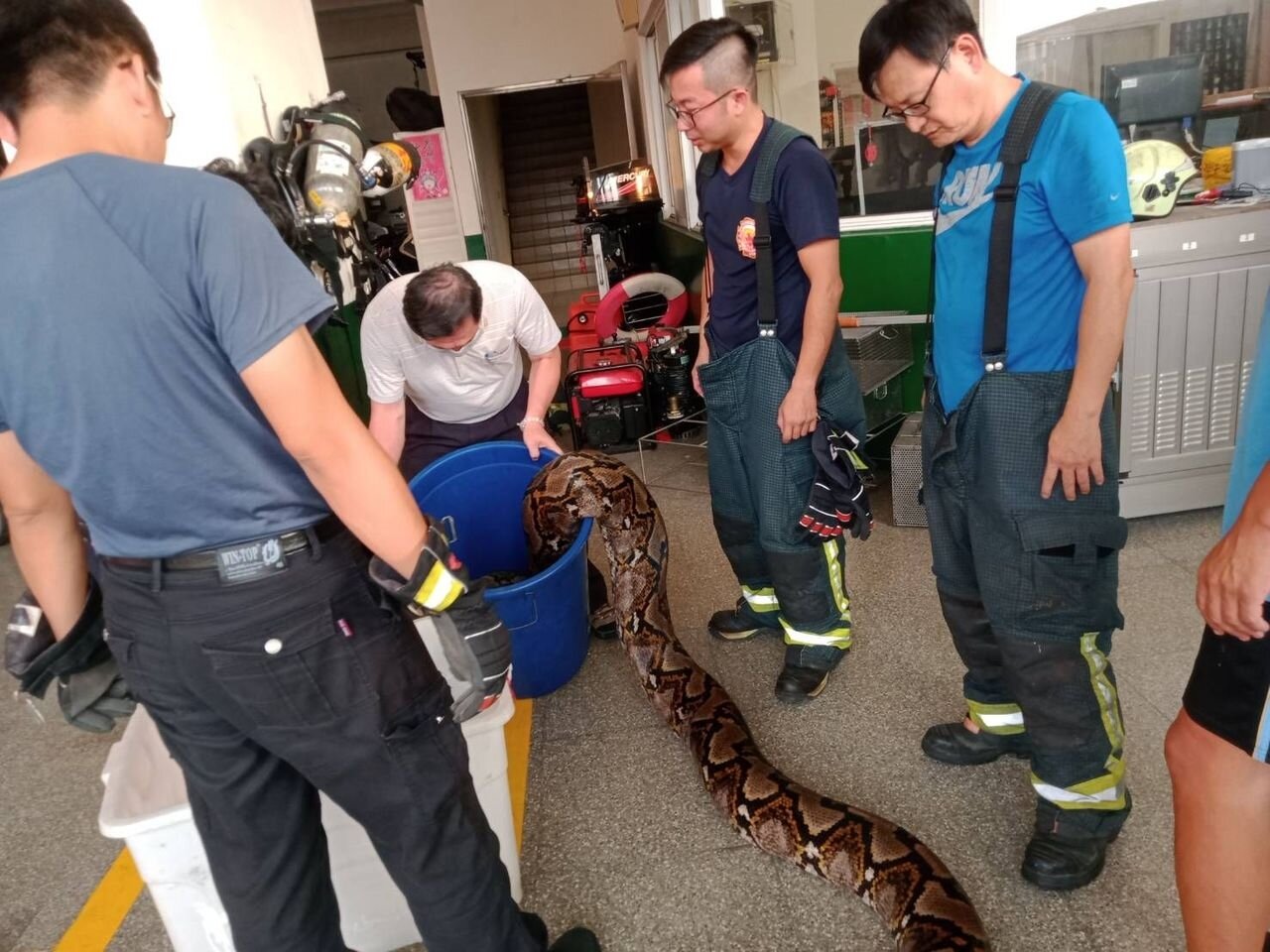 澄清湖捕獲的6尺巨蟒,高市府農業局最後送到屏科大收容,供作研究。記者王昭月/攝影