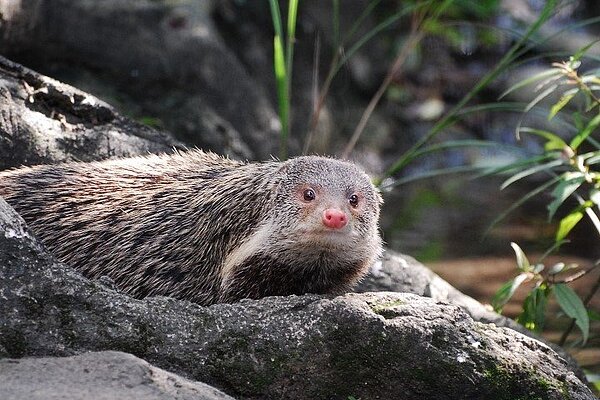 俗稱棕蓑貓的食蟹獴。圖/取自動物園地圖導覽
