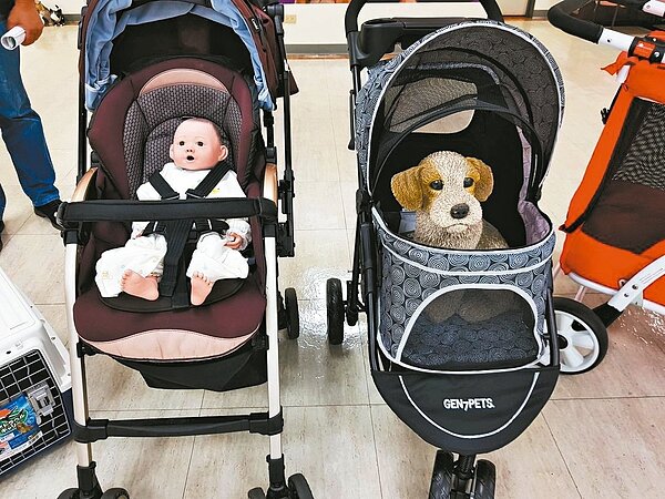 北市議員楊靜宇近來接獲不少飼主陳情,指中大型犬推車的尺寸,和市面上的嬰兒車尺寸相同,卻不能上捷運。 圖/市議員楊靜宇研究室提供