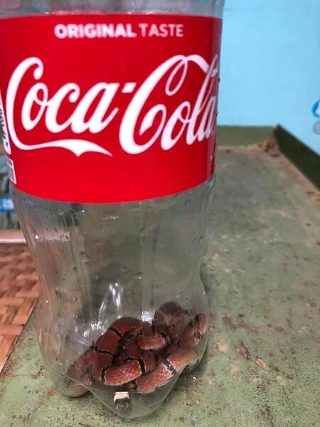 嘉義縣番路鄉生力農場二代茶農黃昶銪,昨晚在茶廠工作,發現1條色彩鮮艷小蛇, 趕緊拿掃把壓蛇頭,蛇受驚嚇爬入他準備的可可口樂寶特瓶,上網一查是罕見保育毒蛇環紋赤蛇。圖/取自黃昶銪臉書