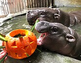 壽山動物園辦收涎派對　超萌侏儒河馬「圓寶」亮相