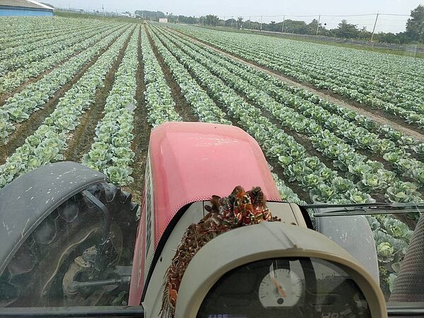 才10月,已有部分蔬菜產地出現低價高麗菜,有的開放民眾自採,有的農民認賠殺出,自主耕鋤;官方認為這是品質相對較差、且少數農民的產品。圖/農民提供