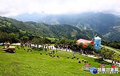 夏日避暑好去處　清境農場體驗高山牧羊樂趣