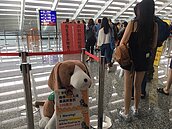 口蹄疫拔針滿一年　陳吉仲：翻轉產業命運關鍵時刻