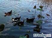 H7N9防堵升級！　新北市防疫車消毒養禽場