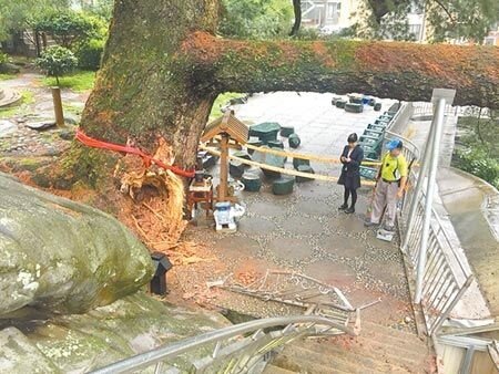 谷關五葉松巨木在4月21日凌晨突然「斷臂」，巨大枝幹從樹頭處斷裂，壓壞一旁鐵製欄杆。（本報資料照片）