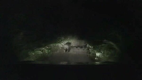 疑似黑熊在車前奔跑。記者余衡/翻攝