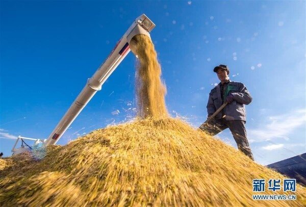 大陸是全球最大的稻米生產和消費國。新華社資料照片
