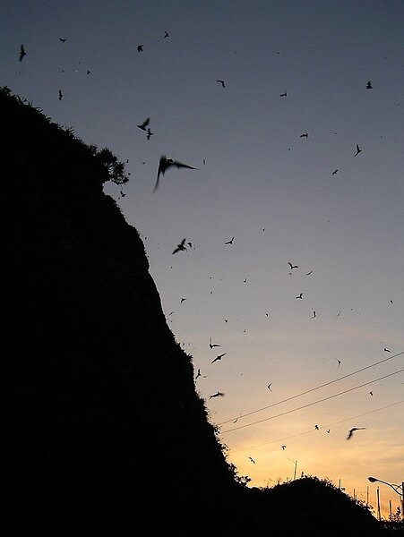 滿天的蝙蝠。圖/公路總局第一區養護工程處基隆工務段提供