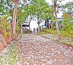 2013客家油桐花祭　圓林仔社區油桐花盛開