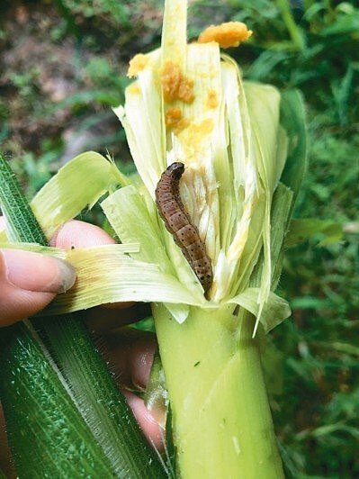 秋行軍蟲。 圖/農委會提供