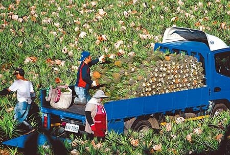 台東縣鹿野、延平的鳳梨進入量產,農民在田裡忙著採收。(莊哲權攝)