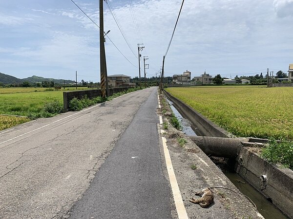 苗栗縣後龍鎮勝利街今天下午發現石虎路殺,地點是最接近市區的一次。圖/苗栗縣政府提供