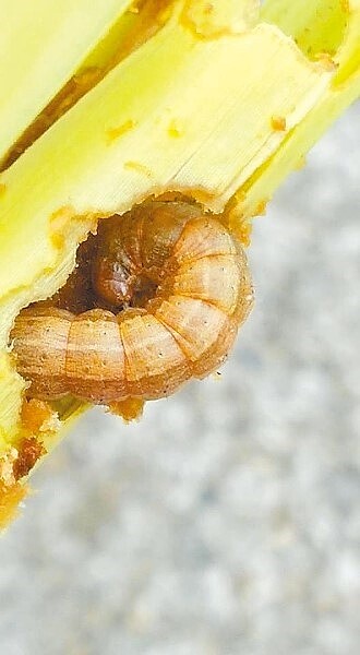 苗栗縣頭份傳出市內首起秋行軍蟲疫情,防疫小組畫定管制區噴藥觀察。(中時巫靜婷翻攝)