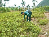 澎湖、台東、高雄　恙蟲肆虐前3高