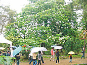 古坑客家桐花祭　遊客驚呼4月雪