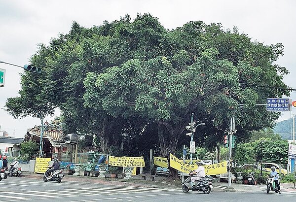 土城福林宮因占地問題,7月初搬遷重建,宮廟舊址已被夷為平地,宮廟旁有3棵樹齡超過50年的老榕樹以及1棵老茄苳樹。(許哲瑗攝)