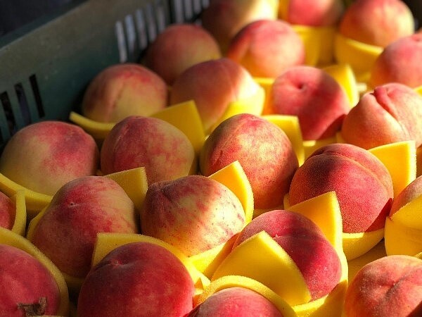 由於今年受暖冬影響,導致桃樹開花結果不良,尖石水蜜桃產量銳減。圖/尖石鄉公所提供