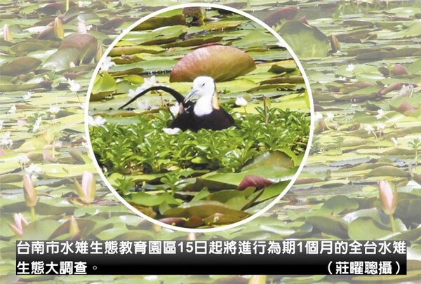 台南市水雉生態教育園區15日起將進行為期1個月的全台水雉生態大調查。（莊曜聰攝）