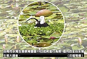 全台水雉大調查　15日開跑