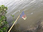 天氣太熱！淡水河中興橋、大稻埕魚群暴斃