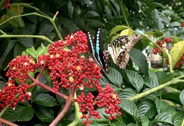 埔里鯉魚潭復育蝴蝶，希望重現蝴蝶王國。（廖志晃攝）

