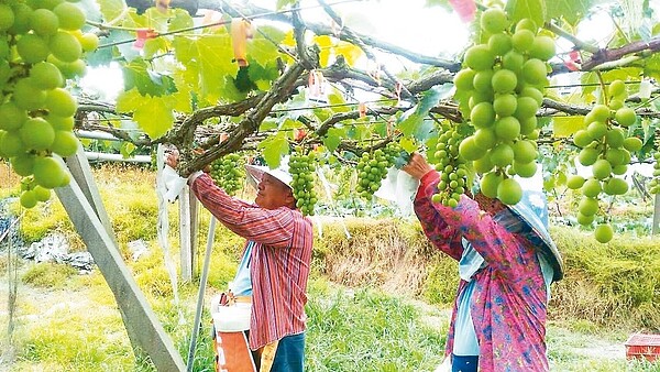 彰化果農黃昭彥說,不敵極端氣候,他種了40年葡萄今年賣出最後一批,退休了。 圖/黃昭彥提供