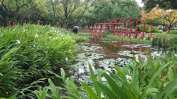 野薑花喜歡生長在潮濕環境，已成為台灣濕地族群的一分子。圖／台北市工務局提供
