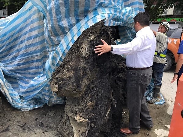 板橋區忠孝國中上周進行校舍改建及地下停車場工程，卻在地下10公尺深挖出2棵巨木古樹，目前用帆布覆蓋暫置在工地，並由校方24小時派員看管。圖／新北市議員何博文提供