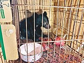 小黑熊找不到媽　誤闖蕉園玩耍