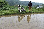 推動水梯田復育　新北鼓勵再造景觀