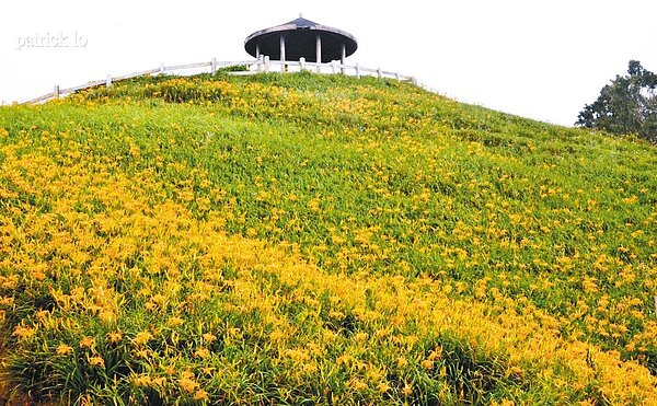 台東縣太麻里鄉金針花季啟動,山區雙乳峰的金針花已開4成,估計8月中旬到9月中旬是最佳賞花期。 記者羅紹平/攝影