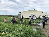 台南香瓜西瓜災損　農民明起至8月9日可提現金救助申請