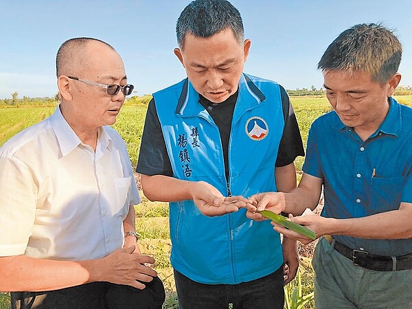 金門縣長楊鎮浯下鄉勘查秋行軍蟲防治作業，呼籲農友要有長期抗戰的準備。（李金生攝）
