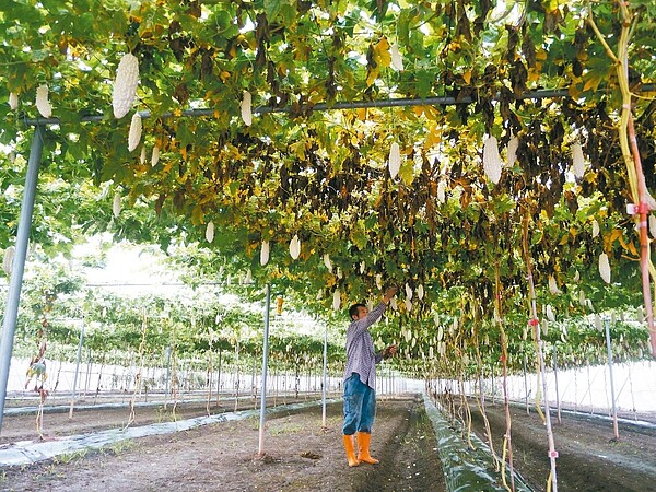 高雄農改場提醒農友做好農園防颱措施,並預防各類疫病蔓延。 圖/聯合報系資料照片