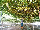 中颱利奇馬來勢洶洶　綠島蘭嶼明客輪全停