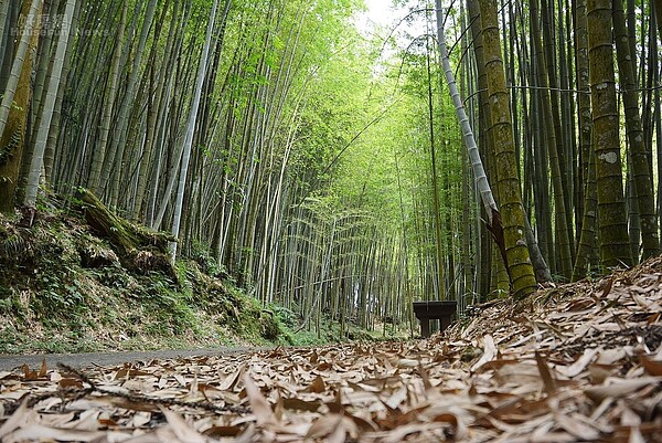 竹海綠色隧道